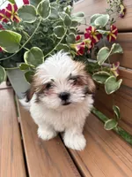 Precious , a female Mal Shi for sale in Summer Shade, KY – 2 of 7