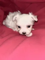 Willow , a female Maltese for sale in Summer Shade, KY – 3 of 4