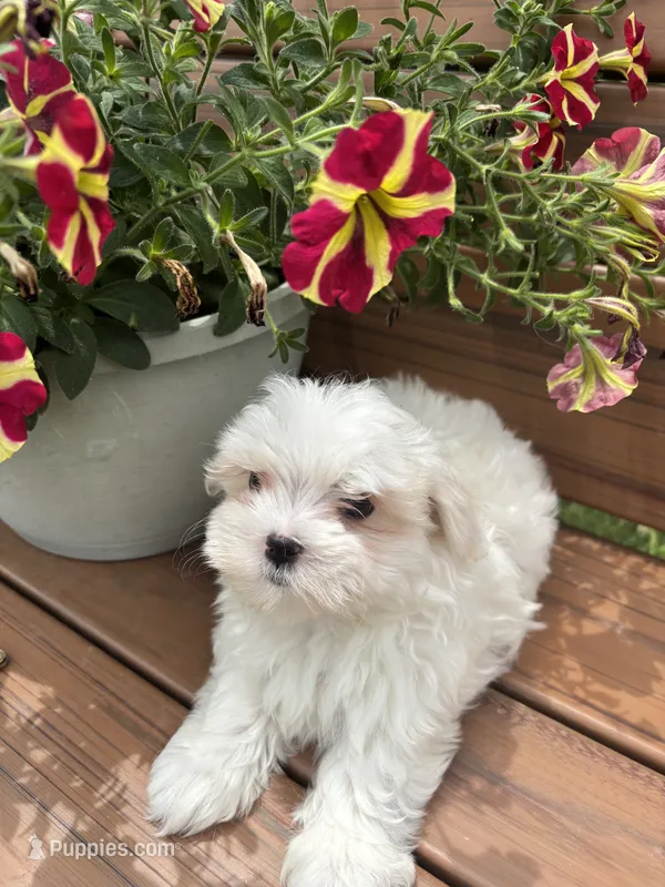 Blossom  – Maltese puppy for sale in Summer Shade, KY