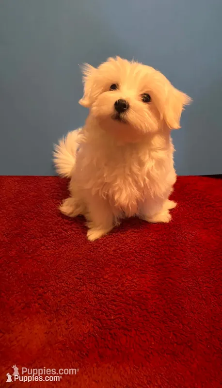 REDUCED Dynamite  – Maltese puppy for sale in Summer Shade, KY