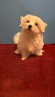 REDUCED Dynamite , a male Maltese for sale in Summer Shade, KY – 5 of 6