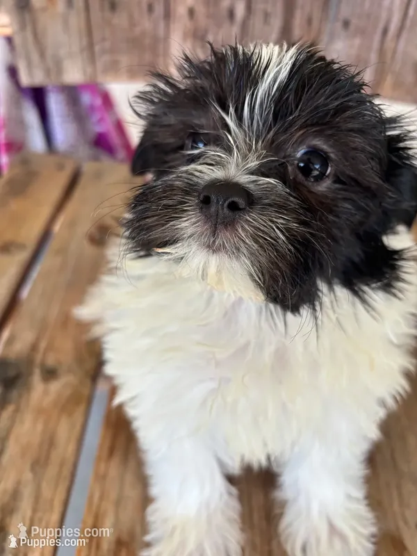 Lilac – Maltipom puppy for sale in Summer Shade, KY
