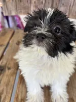 Lilac, a female Maltipom for sale in Summer Shade, KY – 6 of 7