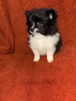Black Parti , a male Pomeranian for sale in Summer Shade, KY – 6 of 7