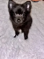 Mr Shiny, a male Pomeranian for sale in Summer Shade, KY – 4 of 6
