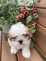 Precious , a female Mal Shi for sale in Summer Shade, KY – 3 of 7