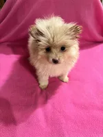 Sunshine , a female Pomeranian for sale in Summer Shade, KY – 5 of 9
