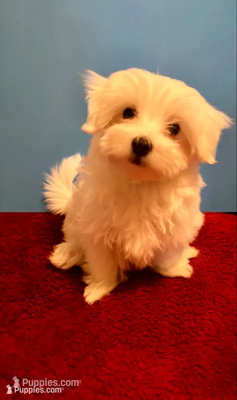 REDUCED Dynamite  – Maltese puppy for sale in Summer Shade, KY