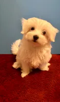REDUCED Dynamite , a male Maltese for sale in Summer Shade, KY – 2 of 6