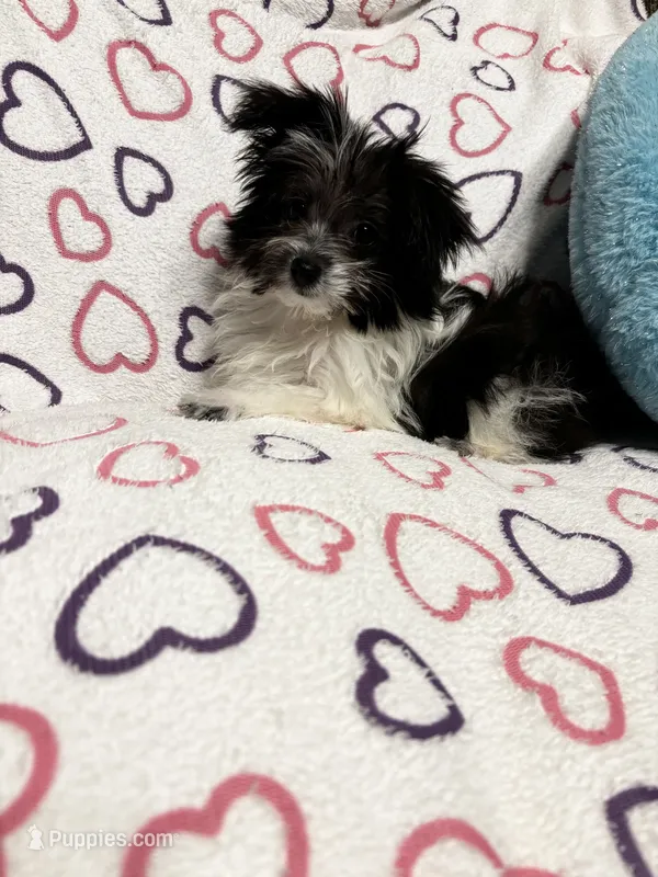 Lola – Maltipom puppy for sale in Summer Shade, KY