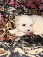 Blossom , a female Maltese for sale in Summer Shade, KY – 2 of 5