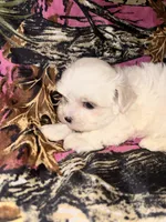 Blossom , a female Maltese for sale in Summer Shade, KY – 3 of 5