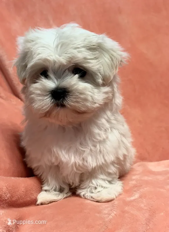 Tiny Gouchi – Maltese puppy for sale in Summer Shade, KY
