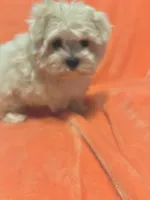 Tiny Gouchi, a female Maltese for sale in Summer Shade, KY – Photo 3 of 6