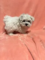 Tiny Gouchi, a female Maltese for sale in Summer Shade, KY – Photo 6 of 6