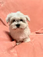 Tiny Gouchi, a female Maltese for sale in Summer Shade, KY – Photo 5 of 6