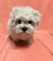 Tiny Gouchi, a female Maltese for sale in Summer Shade, KY – Photo 2 of 6