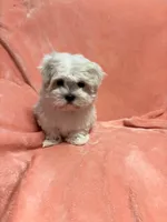 Tiny Gouchi, a female Maltese for sale in Summer Shade, KY – Photo 4 of 6