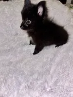 Mr Shiny, a male Pomeranian for sale in Summer Shade, KY – 3 of 6