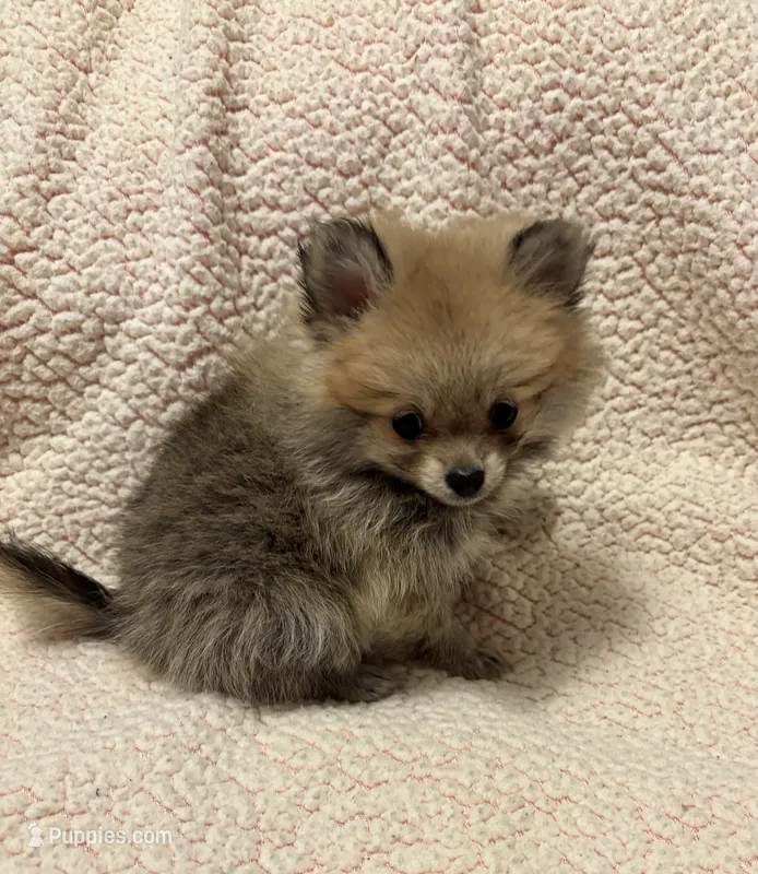 PENNY – Pomeranian puppy for sale in Summer Shade, KY