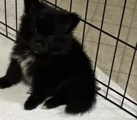 Charmer, a male Pomeranian for sale in Summer Shade, KY – 3 of 5