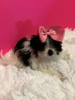 Tiny Skye, a female Maltipom for sale in Summer Shade, KY – 2 of 8