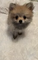 Tiny Penny. , a female Pomeranian for sale in Summer Shade, KY – 3 of 8