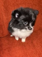 Black Parti , a male Pomeranian for sale in Summer Shade, KY – 7 of 7