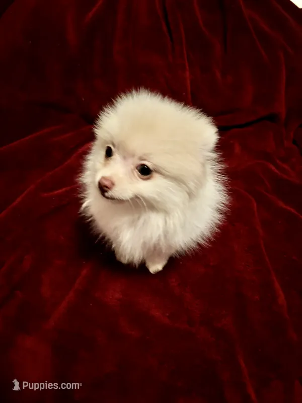 Mr Sherbet  – Pomeranian puppy for sale in Summer Shade, KY