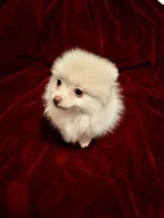 Mr Sherbet , a male Pomeranian for sale in Summer Shade, KY – 1 of 6