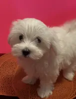 REDUCED. Prissy CKC , a female Maltese for sale in Summer Shade, KY – 4 of 9