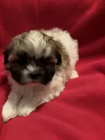 Fluffy , a female Mal Shi for sale in Summer Shade, KY – 2 of 6