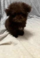 Pocket Pup , a male Poodle - Toy  for sale in Summer Shade, KY – 7 of 9