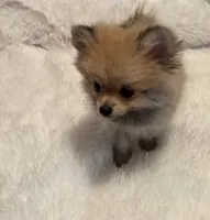Tiny Penny. , a female Pomeranian for sale in Summer Shade, KY – 6 of 8