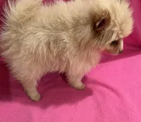 Sunshine , a female Pomeranian for sale in Summer Shade, KY – 9 of 9