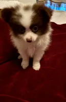 Bandit, a male Pomeranian for sale in Summer Shade, KY – 5 of 6