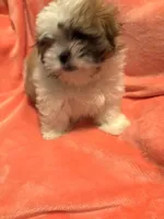 Happy updated pix, a male Mal Shi for sale in Summer Shade, KY – 3 of 5