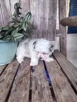 King, a male Maltipoo for sale in Summer Shade, KY – 2 of 5