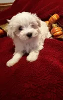 Prissy CKC , a female Maltese for sale in Summer Shade, KY – 8 of 9