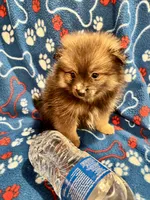 Bouncy Micky, a male Pomeranian for sale in Summer Shade, KY – 3 of 8