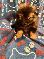 Fluffy , a male Pomeranian for sale in Summer Shade, KY – 6 of 7