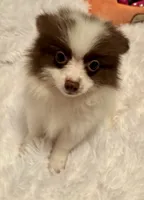 Bandit, a male Pomeranian for sale in Summer Shade, KY – 4 of 6