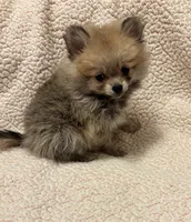 PENNY REDUCED. , a female Pomeranian for sale in Summer Shade, KY – 2 of 8