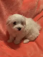 Snowball utd pix. REDUCED , a male Maltese for sale in Summer Shade, KY – 2 of 10