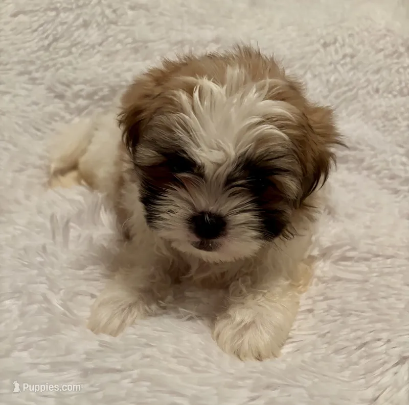 Happy – Mal Shi puppy for sale in Summer Shade, KY