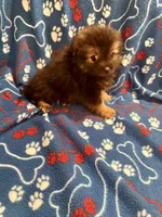 Fluffy , a male Pomeranian for sale in Summer Shade, KY – 7 of 7