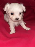 Willow , a female Maltese for sale in Summer Shade, KY – 4 of 4