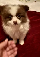 Bandit, a male Pomeranian for sale in Summer Shade, KY – 2 of 6