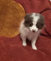 CKC Bandit update pix , a male Pomeranian for sale in Summer Shade, KY – 2 of 10
