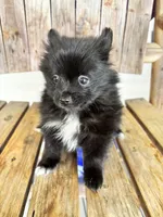 REDUCED. CHARMER, a male Pomeranian for sale in Summer Shade, KY – 7 of 10